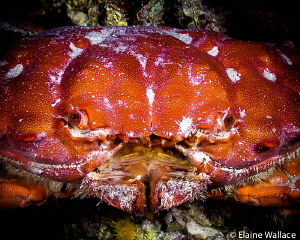 Round crab, I think etisus splendidus, but please correct... by Elaine Wallace 
